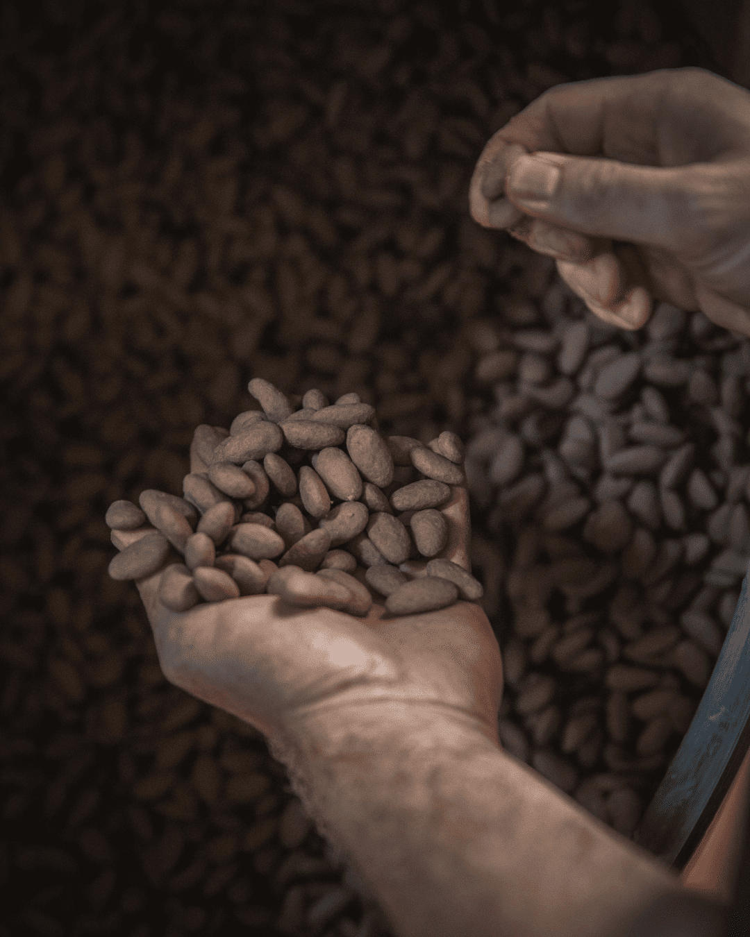 Photographie fèves de Cacao