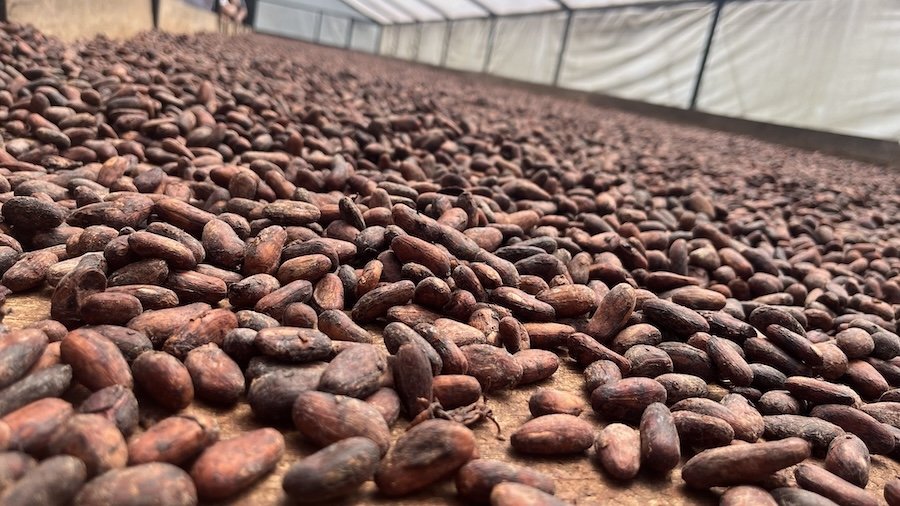 photo de plusieurs types de fèves de cacao