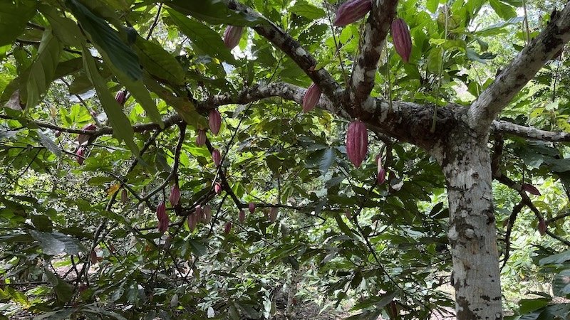 photo d’un cacaoyer