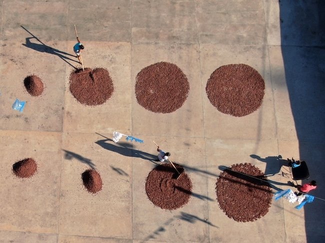 photo de fèves de cacao