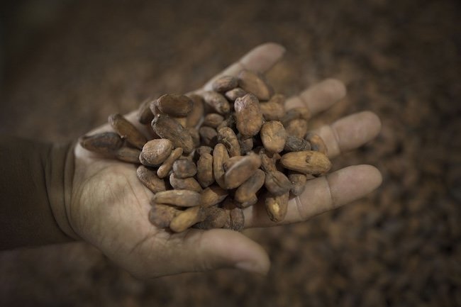 photo de fèves de cacao