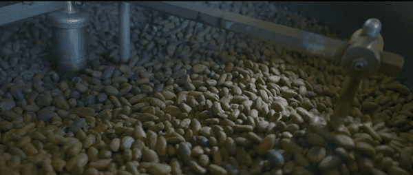 photo du triage du cacao